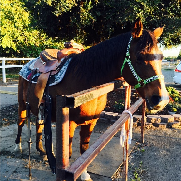 Hi, I’m Desi. I have a passion for horses. - Picture 8 of 11